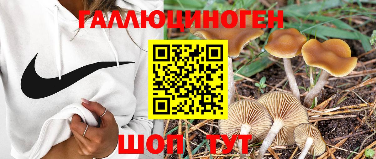 Галлюциногенные грибы GOLDEN TEACHER Махачкала