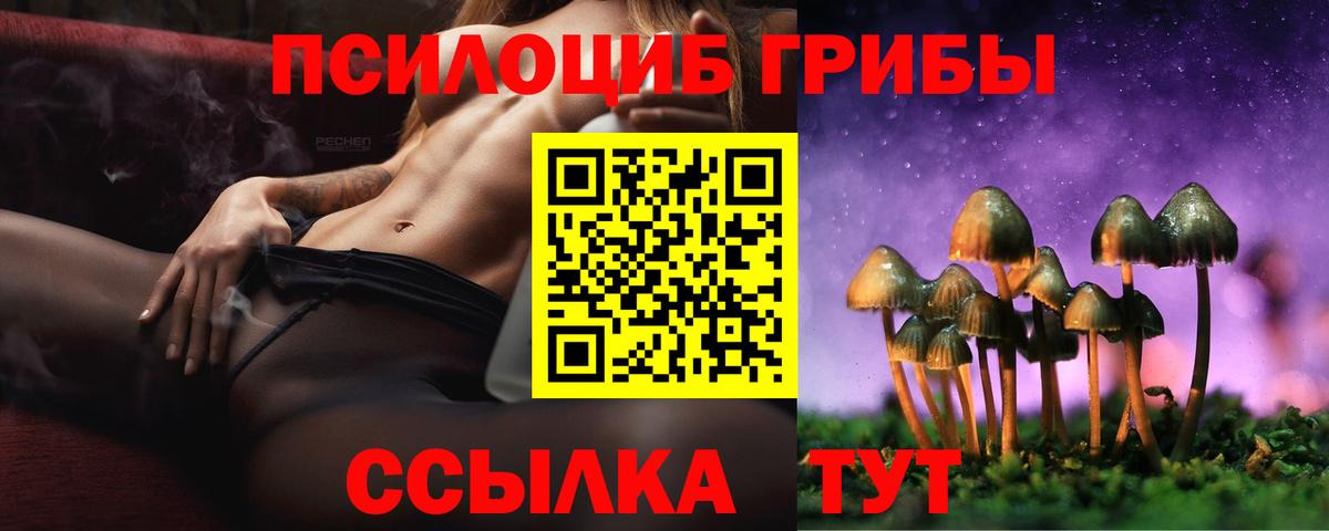 Псилоцибиновые грибы Psilocybe  Вход с VPN  Псилоцибиновые грибы Psilocybe  Махачкала 